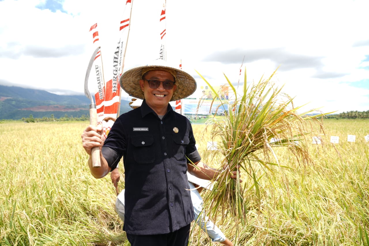 Pj Sekda Malut Ikut Panen Padi Sawah di Haltim